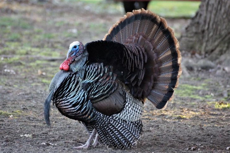 a turkey, viewed in profile, looking proud