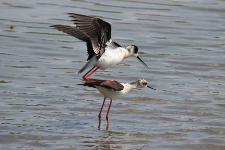 Two birds mating on the water.