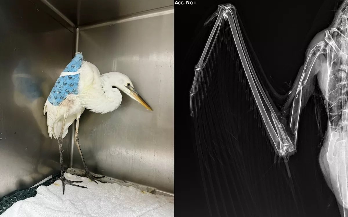 Photos taken at Pelican Harbor Seabird Station show a bandaged-up egret cowering inside a cage, as well as X-rays of its fractured wing.