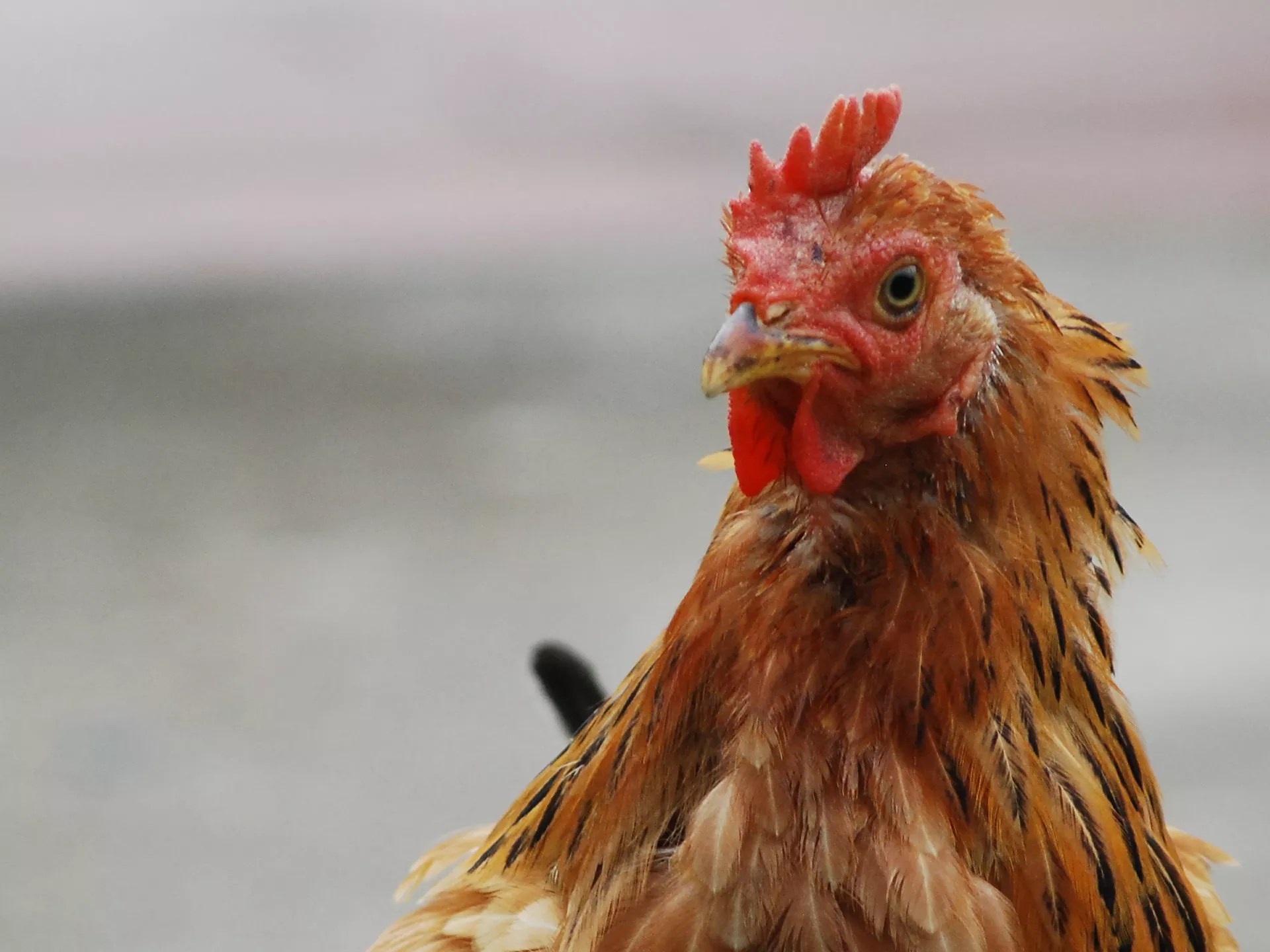 close-up of a chicken's face