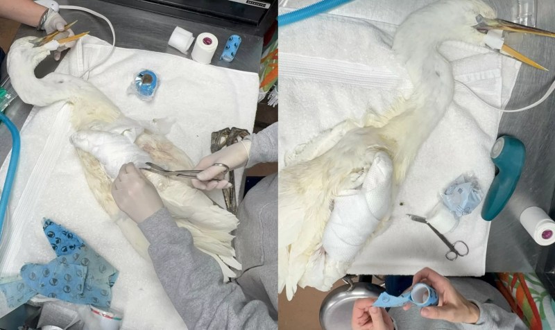 Two side by side photos of a Great White Heron's bandages being removed