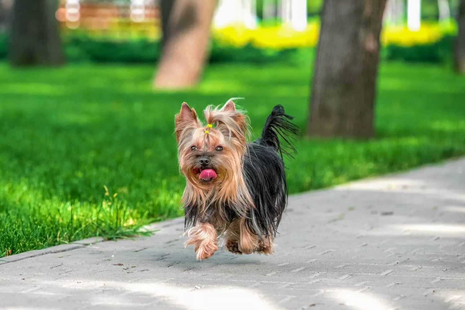 Stock photo of a Yorkshire terrier dog running across a pavement near green mown lawn on a clear sunny day