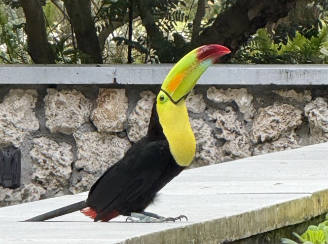a toucan sitting on concrete