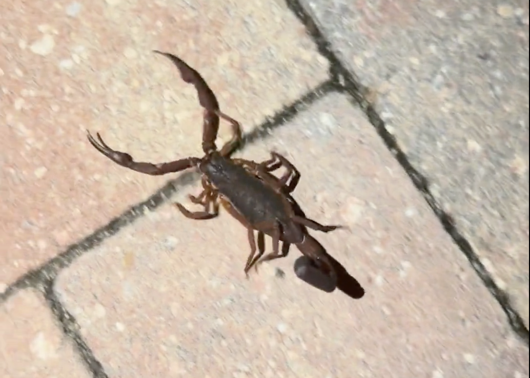 screenshot of a video of a scorpion crawling on a brick oardwalk