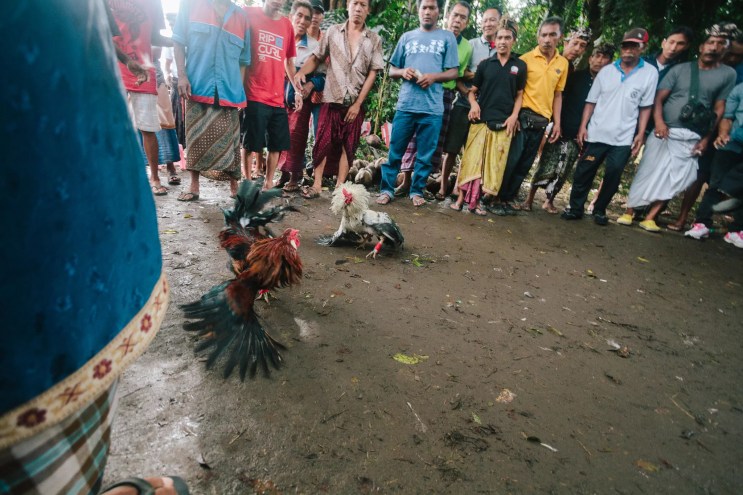 Men encircle a pair of roosters engaged in a fight.