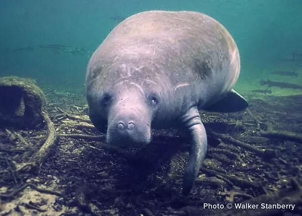 Manatee Paddy Doyle underwater looking at the camera
