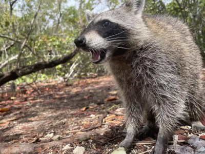 Broward Issues Rabies Alert After Raccoon Infection Found