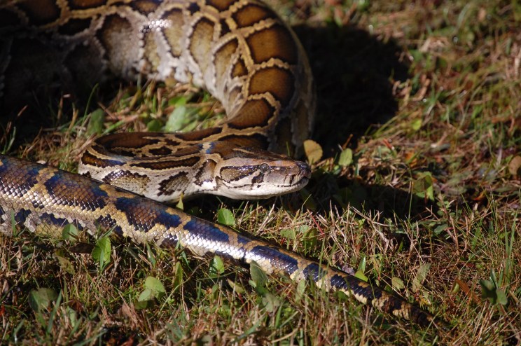 A Burmese python sits in low-cut grass.