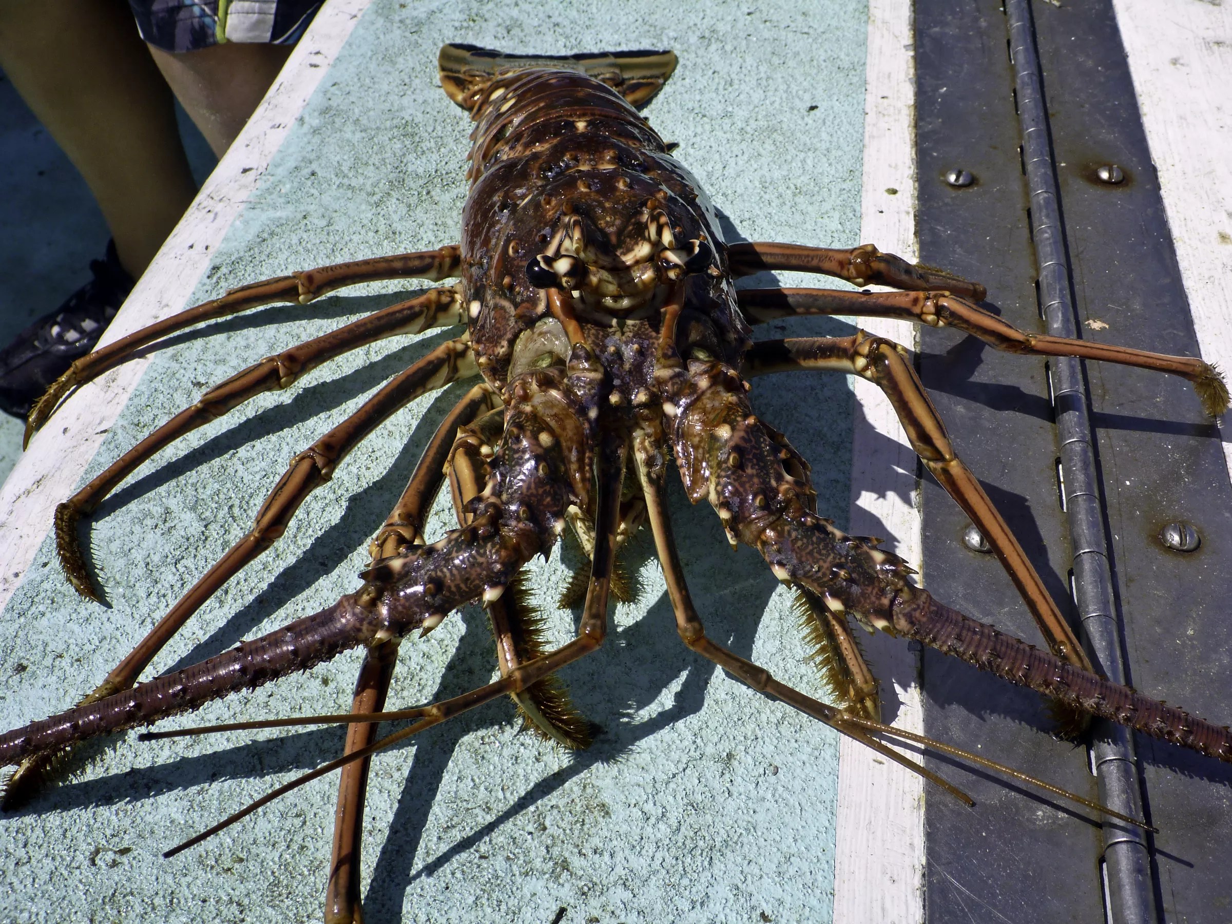 A Florida spiny lobster after being caught.
