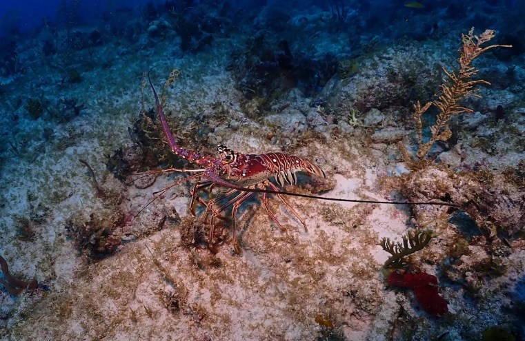 A Florida spiny lobster on the ocean floor