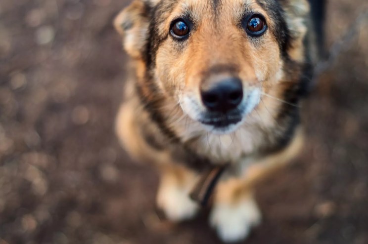 a close-up photo of a stray dog with sad eyes