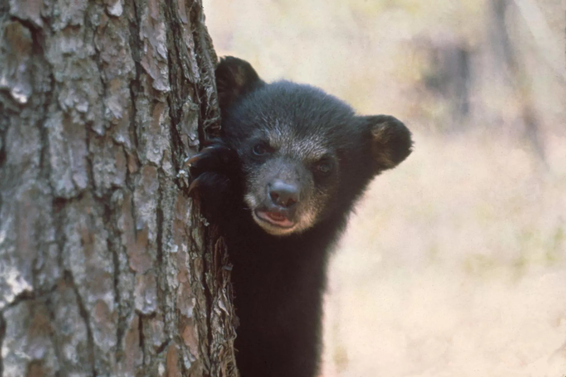 A black bear cub peaks around a pine tree.