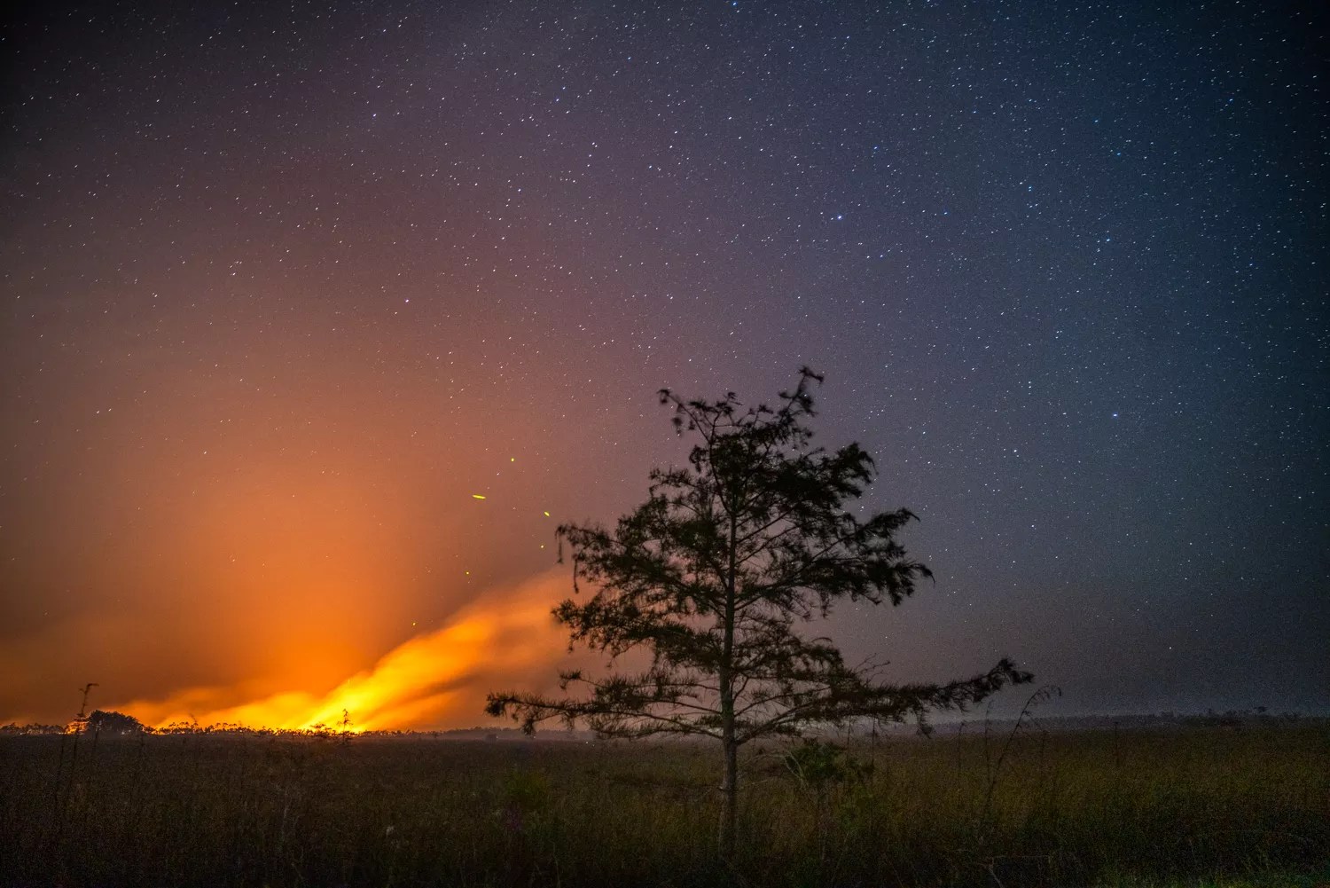 dramatic nighttime photo of a fire in the Everglades, showing stars, flames, and a tall tree in the middle ground