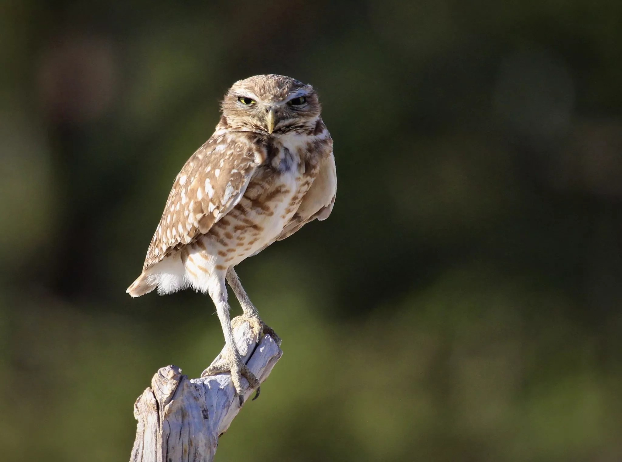 A burrowing owl rests on a perch and looks into the camera