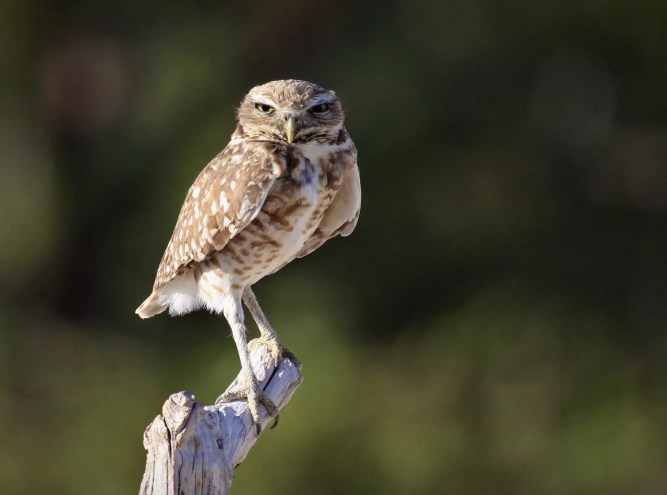 A burrowing owl rests on a perch and looks into the camera