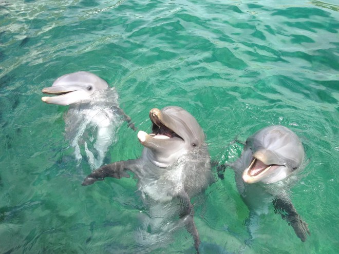 Three dolphins are swimming in the water with their mouths open.
